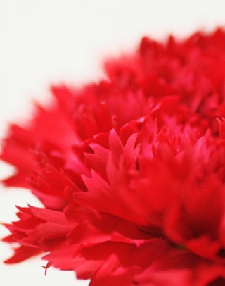 130511-carnation.jpg